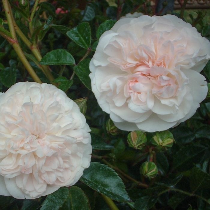 Košumkrūms Dailas Rozes, šķirne White Swany