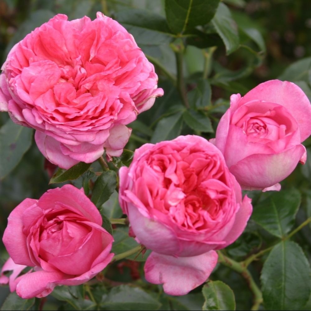 Košumkrūms Dailas Rozes, šķirne La Rose de Molinard