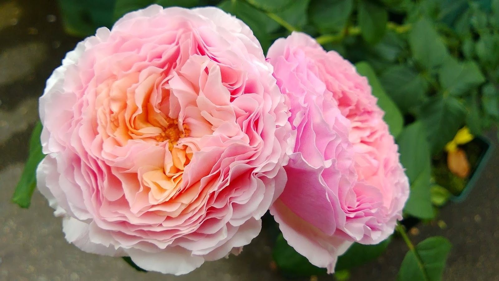 Košumkrūms Dailas Rozes, šķirne Delicious Gourmandise