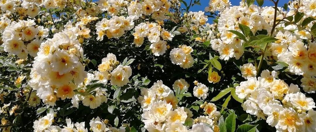 Vīteņaugs Dailas Rozes, kāpējrozes, šķirne Hybrida