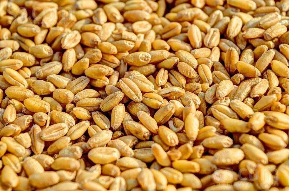 Veseli graudi Grauda Spēks, kvieši, 1 kg