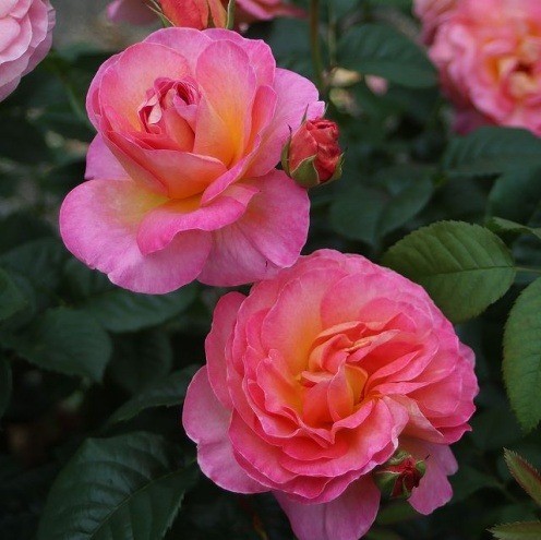 Košumkrūms Dailas Rozes, šķirne Dornburger Schlossrose