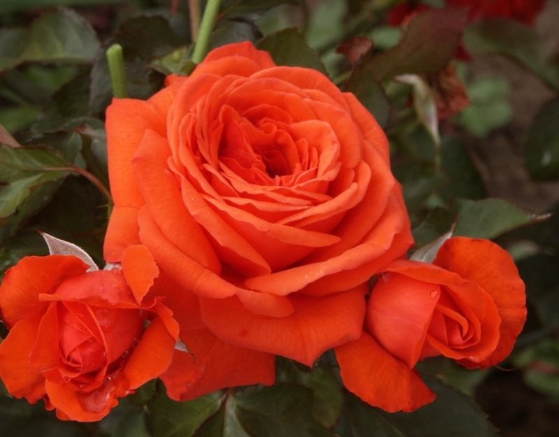 Vīteņaugs Dailas Rozes, kāpējrozes, šķirne Salita